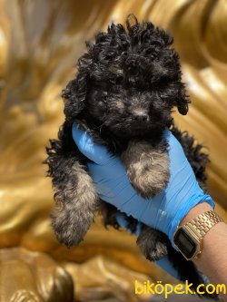 Black And Tan Toy Poodle Yavrumuz Özel Renk 4