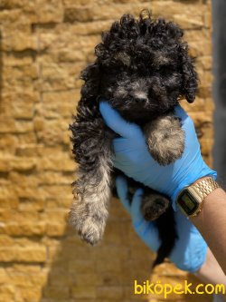 Black And Tan Toy Poodle Yavrumuz Özel Renk 3