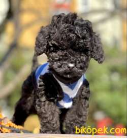 Black Cikolata Toy Poddle 3