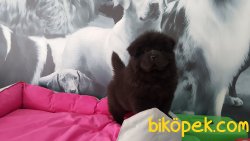BLACK DEV CHOW CHOW YAVRULARIMIZ 4