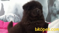 BLACK DEV CHOW CHOW YAVRULARIMIZ 1