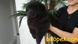 BLACK DEV CHOW CHOW YAVRULARIMIZ 3