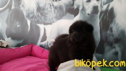 BLACK DEV CHOW CHOW YAVRULARIMIZ 2
