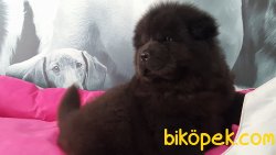 BLACK DEV CHOW CHOW YAVRULARIMIZ 5