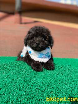 Black Dişi Toy Poodle Yavrumuz 3