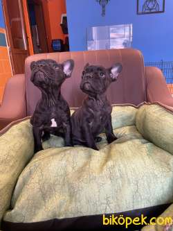 Black Fransız Bulldog Yavrularımız 2