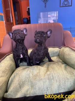 Black Fransız Bulldog Yavrularımız 4