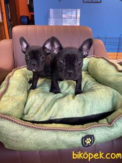 Black Fransız Bulldog Yavrularımız 3
