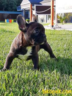 BLACK Frenc Buldog  YAVRULARI 2