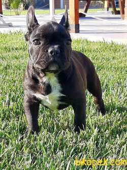 BLACK Frenc Buldog  YAVRULARI 5