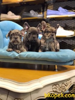 Black French Bulldog Bebeklerimiz Orjinal Chipli Aşılı 3