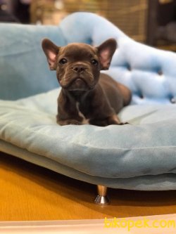 Black French Bulldog Bebeklerimiz Orjinal Chipli Aşılı 2