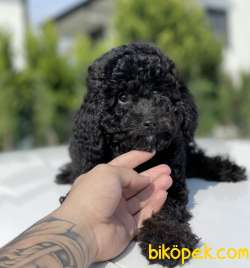 BLACK KÜT BURUN TOY POODLE BEBEKLER 3