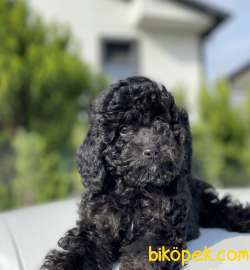 BLACK KÜT BURUN TOY POODLE BEBEKLER 4