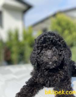BLACK KÜT BURUN TOY POODLE BEBEKLER 2