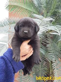 BLACK LABRADOR RETRIEVER YAVRULARI 4