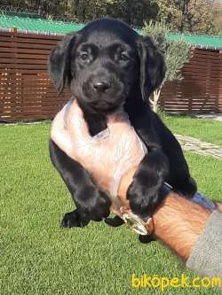 BLACK LABRADOR RETRİEVER YAVRULARI 4