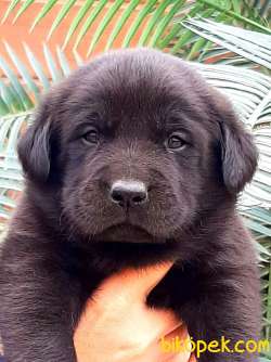BLACK LABRADOR RETRİEVER YAVRULARI 1