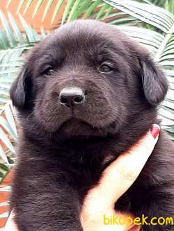 BLACK LABRADOR RETRİEVER YAVRULARI 2
