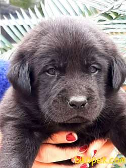 BLACK LABRADOR RETRİEVER YAVRULARI 3