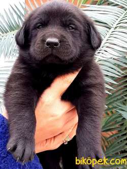 BLACK LABRADOR RETRİEVER YAVRULARI 4