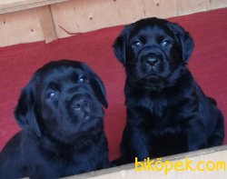 BLACK LABRADOR RETRIEVER YAVRULARIMIZ 2
