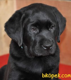 BLACK LABRADOR RETRIEVER YAVRULARIMIZ 3
