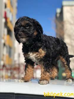 Black Maltipo Yavrumuz 1