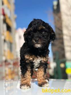 Black Maltipo Yavrumuz 3