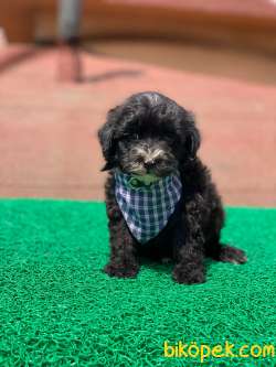 Black Maltipoo Yavrular 3