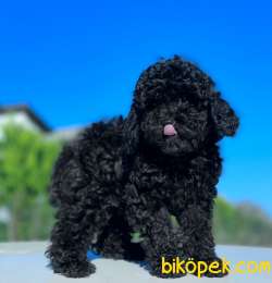 BLACK MİNİ TOY YAVRULARIMIZ 4