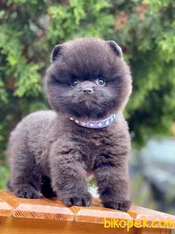 Black Pomeranian Boo Erkek Yavrumuz 1