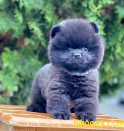 Black Pomeranian Boo Erkek Yavrumuz 4
