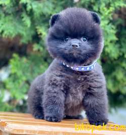 Black Pomeranian Boo Erkek Yavrumuz 2