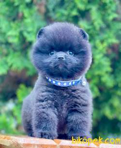 Black Pomeranian Boo Erkek Yavrumuz 3