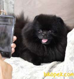 Pomeranian boo hot sale black