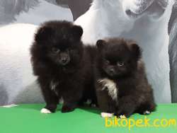 BLACK POMERANİAN BOO YAVRULARI Aşıları Tam 5
