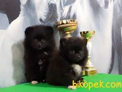 BLACK POMERANİAN BOO YAVRULARI Aşıları Tam 1