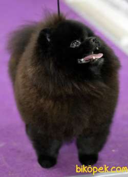 BLACK POMERANİAN BOO YAVRULARI Aşıları Tam 2