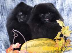 BLACK POMERANİAN BOO YAVRULARI Aşıları Tam 5