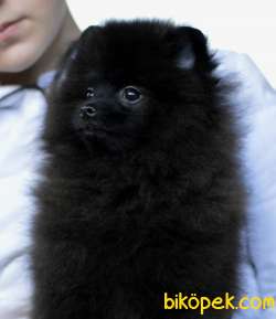BLACK POMERANİAN BOO YAVRULARI Aşıları Tam 1
