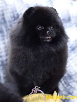 BLACK POMERANİAN BOO YAVRULARI Aşıları Tam 4