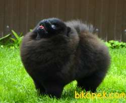 BLACK POMERANİAN BOO YAVRULARI Aşıları Tam 3