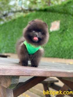 Black Pomeranian Boo Yavrumuz 4