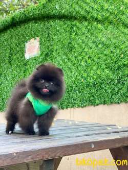 Black Pomeranian Boo Yavrumuz 2