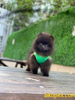 Black Pomeranian Boo Yavrumuz 3
