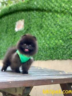 Black Pomeranian Boo Yavrumuz 1