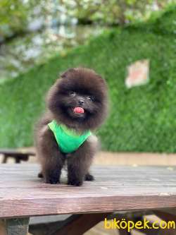 Black Pomeranian Boo Yavrumuz 5