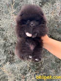 Black Pomerian Boo 1