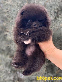 Black Pomerian Boo 2